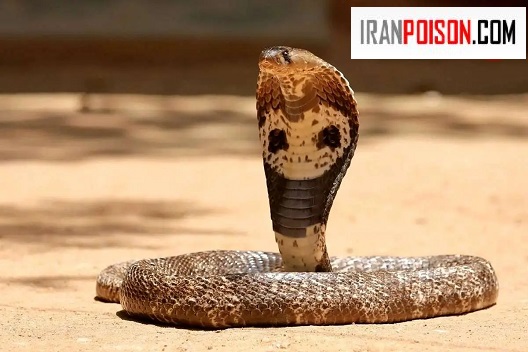 دلیل علمی حضور مار در حیاط