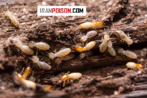 چرا خانهها برای موریانه جذاب هستند؟