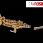 چرا هنگام ترسیدن، دم مارمولک کنده می‌شود؟