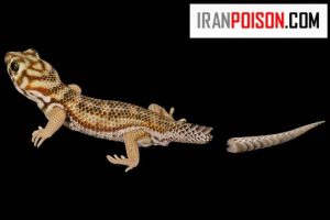 چرا هنگام ترسیدن، دم مارمولک کنده می‌شود؟