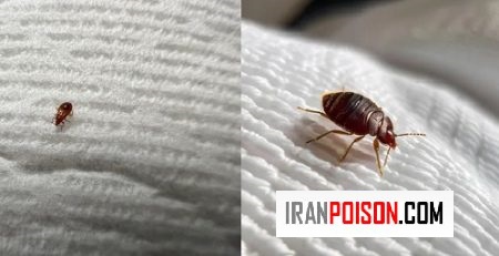 ساس های نر و ماده