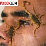 انسان تحمل نیش عقرب را دارد؟