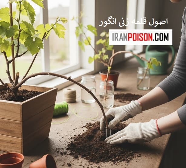 روش علمی زیاد کردن انگور با قلمه