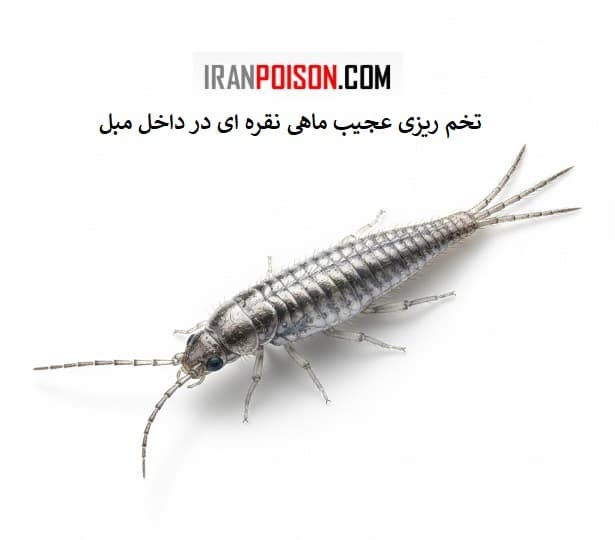 ماهی نقره ای