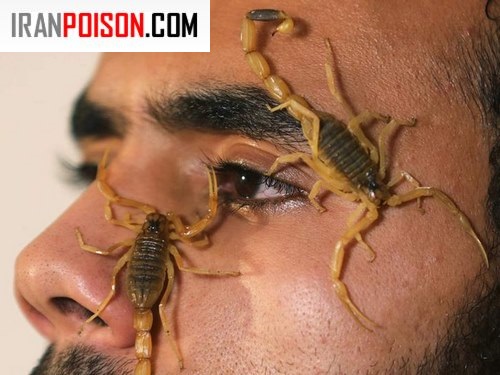 انسان تحمل نیش عقرب را دارد؟