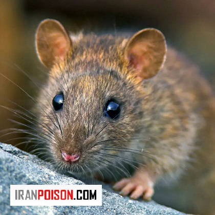 مکان های محبوب موشها