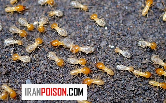 نقش رطوبت در حضور موریانه