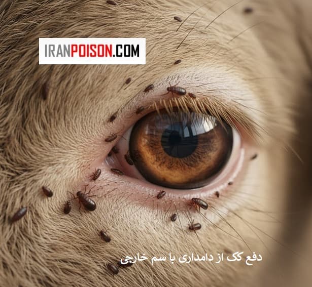 چرا کک در دامداری خطرناک است؟