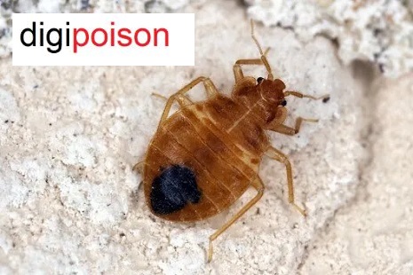 شکل و کاربرد پاهای ساس