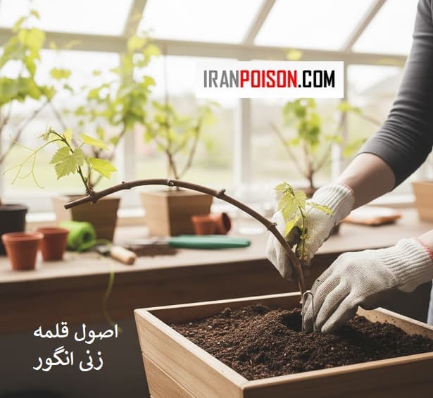 قلمه زدن انگور