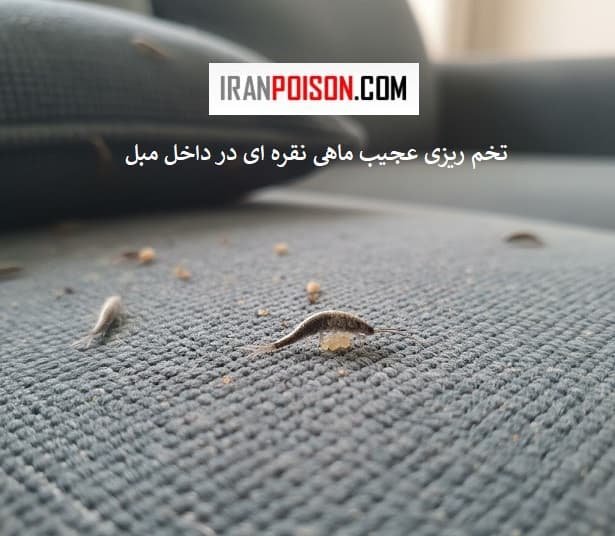 چگونه از تخمریزی در مبل جلوگیری کنیم؟