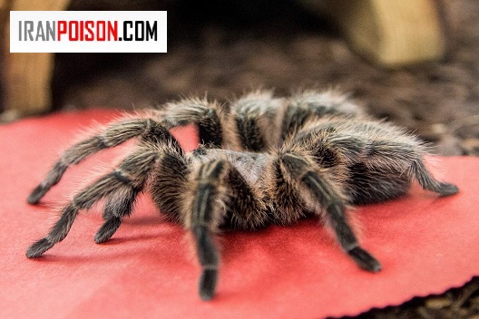 آیا نیش رتیل کشنده است؟