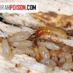 علت وجود موریانه در خانه از کجا می‌آید؟