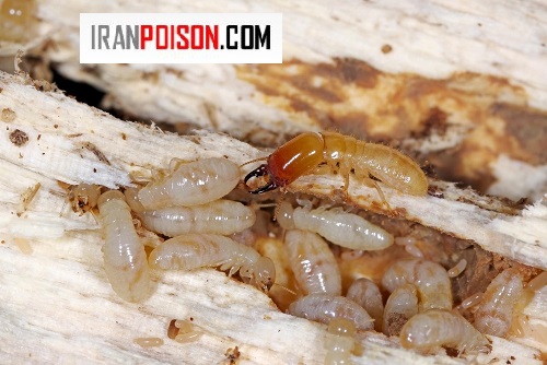 آیا چوب خشک هم در خطر است؟