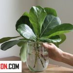 قلمه زدن گل فیکوس