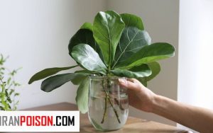 قلمه زدن گل فیکوس