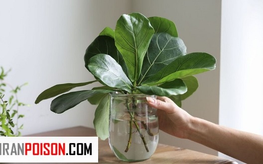 قلمه زدن گل فیکوس