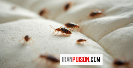 ساس چیست و روش زندگی آنها چگونه است؟