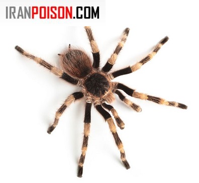 درمان جای نیش رتیل چگونه است؟