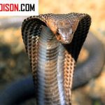 تشخیص میزان خطر یک مار از شکل سر مار