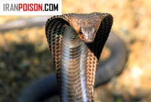 تشخیص میزان خطر یک مار از شکل سر مار