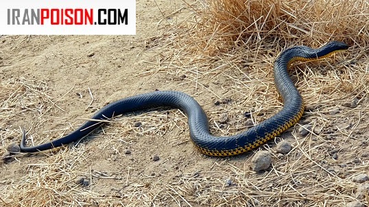 چرا ما از مار میترسیم؟