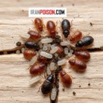 تخم ساس چند روز طول میکشد تا تبدیل به جوجه شود؟