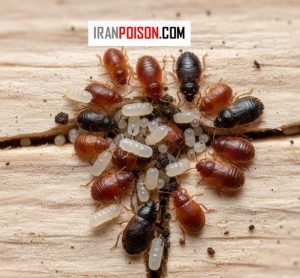 تخم ساس چند روز طول میکشد تا تبدیل به جوجه شود؟