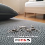 تخم ریزی عجیب ماهی نقره ای در داخل مبل