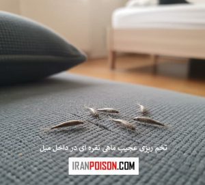تخم ریزی عجیب ماهی نقره ای در داخل مبل
