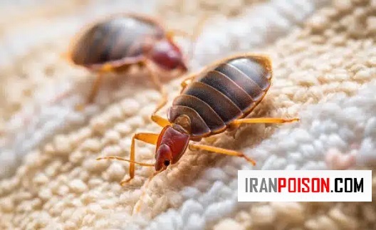 ویژگیهای ظاهری ساس نر