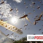 دلایل تکثیر بیش از حد ملخ و پیامدهای آن بر محیط زیست و کشاورزی