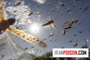 دلایل تکثیر بیش از حد ملخ و پیامدهای آن بر محیط زیست و کشاورزی