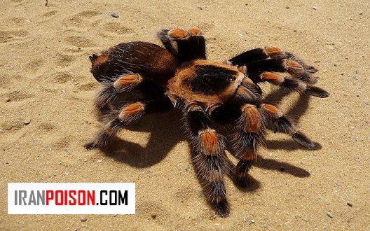 چرا رتیلها کمتر از آنچه فکر میکنیم خطرناکاند؟