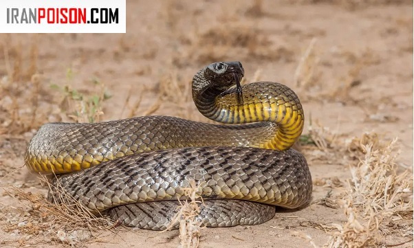 اگر مار در حیاط دیدیم چه کنیم؟