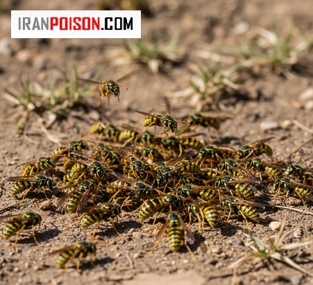 واکنش طبیعی بدن در التهاب نیش