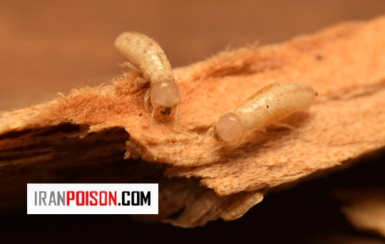 شیوه ساختوساز در مواجه با موریانه