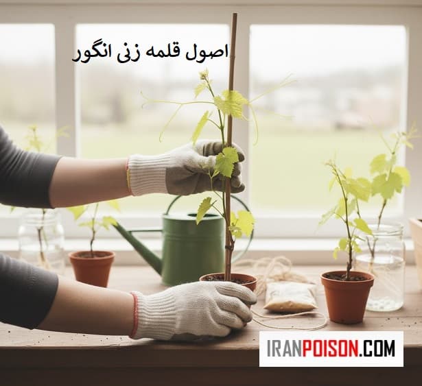 مراحل انجام قلمهزنی برای انگور