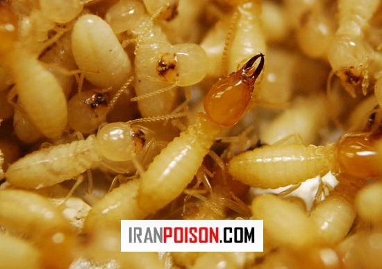 آیا موریانهها فقط مشکل خانگی هستند؟