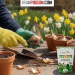 قلمه زدن گل نرگس