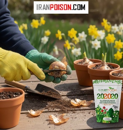 قلمه زدن گل نرگس