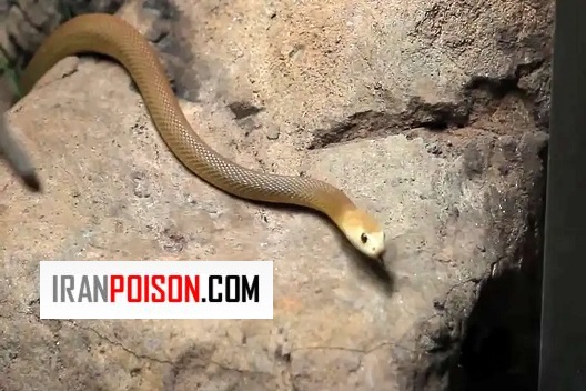 پوست اندازی مار