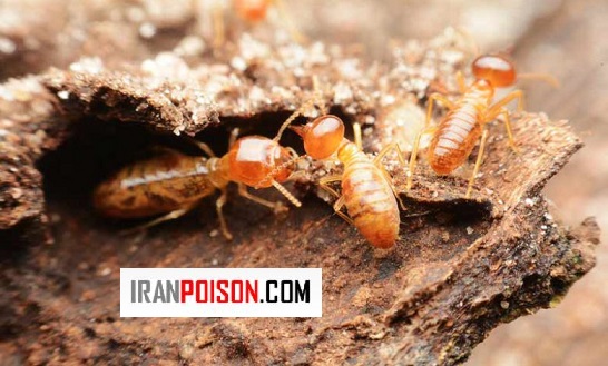 بهترین سم موریانه