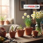 مراحل قلمه زدن گل نرگس