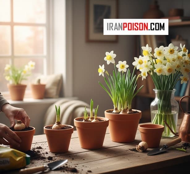 مراحل قلمه زدن گل نرگس