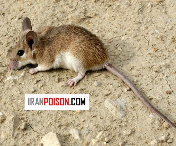 نقش فصلها در ورود موش