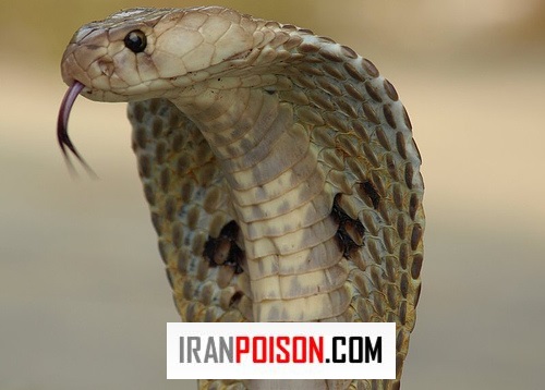 گونه های مار