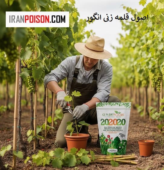 معرفی بهترین و پرفروشترین کود کشاورزی (20-20-20)
