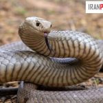 مار در حیاط نشانه چیست؟