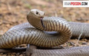 مار در حیاط نشانه چیست؟